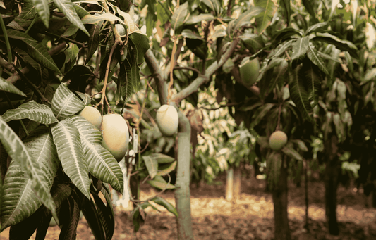 Alles wat u wilt weten over het productieproces van mangohouten meubels